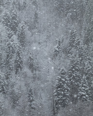 Heavy snow storm into the forest