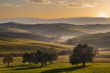 Fototapeta premium Tuscan fields and olive trees at sunrise in a mystical fog