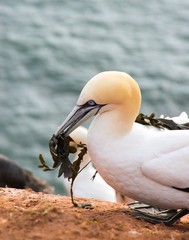 Basstölpel (Morus bassanus oder Sula bassana) sitzt auf den Klippen von Helgoland, Nistmaterial im...
