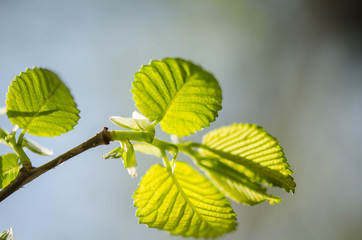 Green leaves on a tree