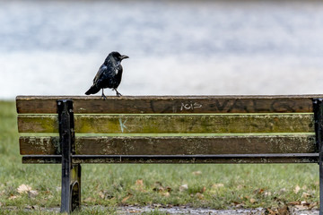 Crow in the park