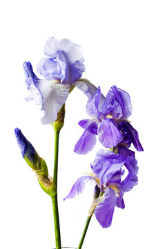Purple iris flowers on white textile background