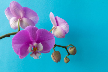 Phalaenopsis orchid flower on a branch with unbroken buds close-up with copy space on a blue background, concept of spring and holiday