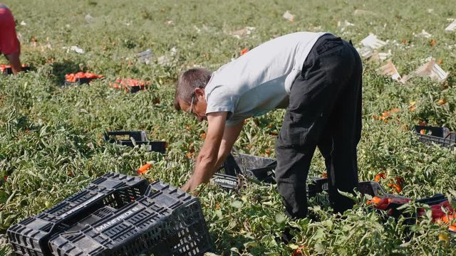 expert farmer picking tomatoes- Harvesting Tomatoes- Rossano, Calabria, Italy