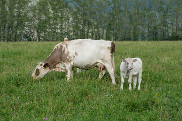 Cow and calf on a meadow