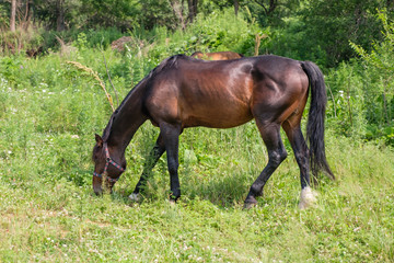 Naklejka na ściany i meble View of a horse on a meadow