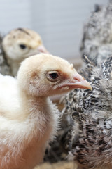 domestic nestling of a turkey