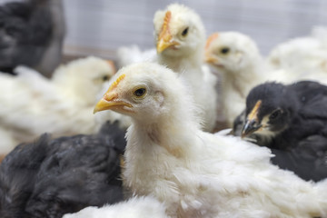 Chickens are in an incubator