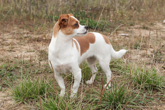 Outbred Outbred Billeder – Gennemse 6,734 stockfotos, vektorer og videoer ...