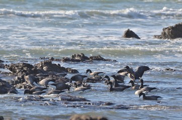 Oies Bernaches Cravants