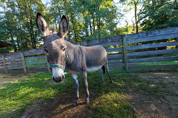 Donkey in the outdoor fence, nobody