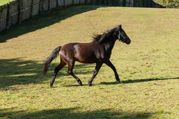 Fototapeta premium Free horses in the meadow