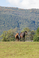 Fototapeta premium Free horses in the meadow