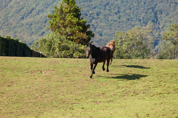 Free horses in the meadow