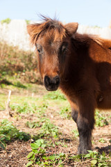 Obraz premium brązowy kucyk pasie się na łące