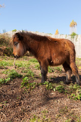 brown pony grazes in the meadow