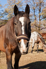 Obraz premium Close-up of horse in outdoors