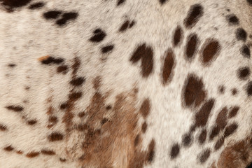 Horse hair brown spots on a white background