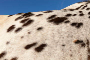 Horse hair brown spots on a white background