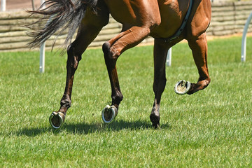 Horse racing action