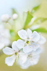 Fototapeta na wymiar Blüten eines Apfelbaums, Nahaufnahme, zarte Farben