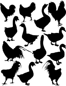 group of thirteen farm bird silhouettes