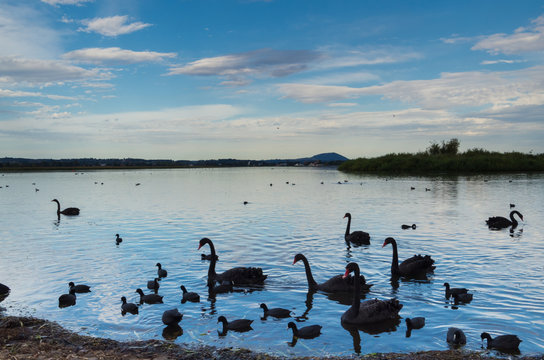Black swans on the shores of Lake Wendouree in Ballarat