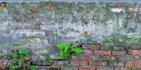 old brick wall, overgrown with plants. grunge texture background