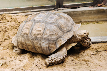 Adult African Spurred Tortoise