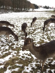 Rehe in schneebedeckter Landschaft
