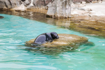Fototapeta premium Sad young fur seal or sea lion lying on the stone