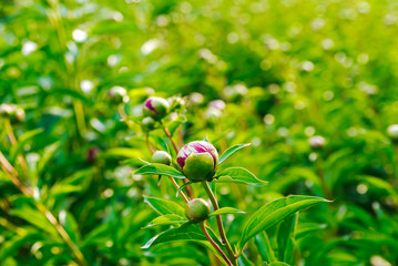Unblown peony flower bud