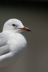 Simple portrait of a seagull