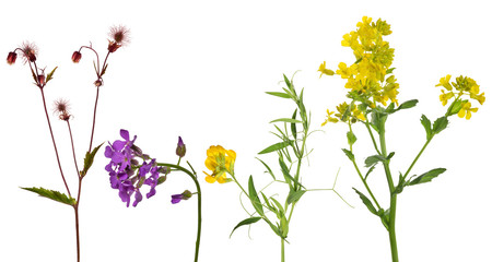 set of studio isolated four wild flowers