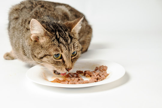 Tabby cat eating cat food from a bowl.