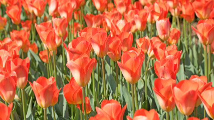 Tulpen, Tulipa