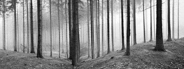 Fichtenwald im Winter, dichter Nebel, Schwarz-Weiß