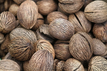 Pong Pong Seed - Cerbera Odollam