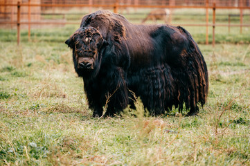 Tibetan yak in zoo. Wild prehistoric endnagered species. Hairy buffalo at pasture. Highland ox. Farm and agriculture cattle. Hornless bison standing on ground.