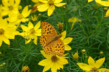 日本に広く分布するヒョウモンチョウ