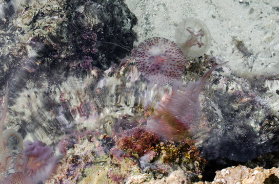 Fotografía de unas medusas en el agua cristalina de Menorca