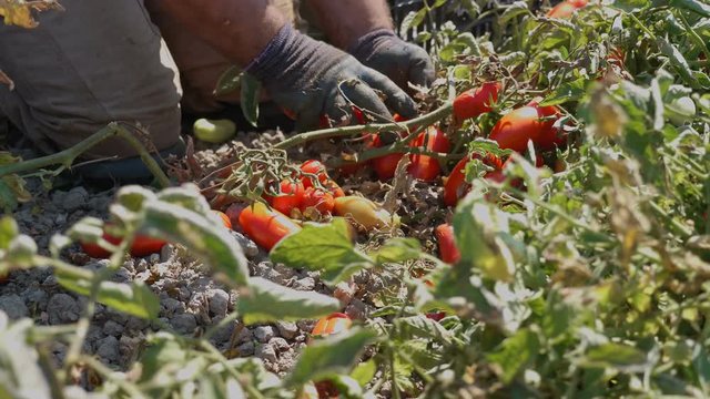  man's hand  picking up fresh tomatoes- Rossano, Calabria,  South  of Italy