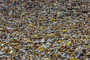 Withered dry foliage