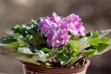 Fototapeta na wymiar Bush of blooming violets in a pot on a Sunny day 