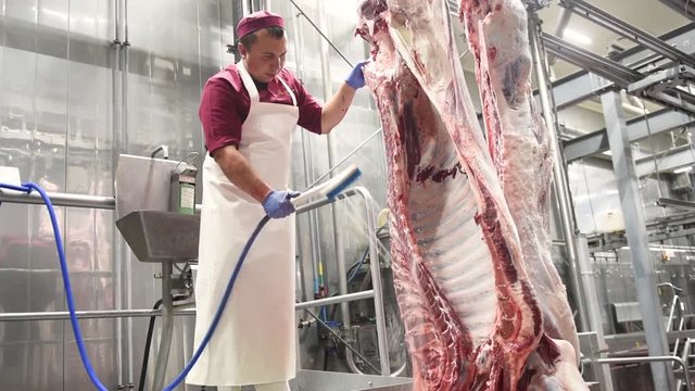 meat manufacturing factory. butcher washing beef carcass
