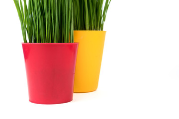 Young green Christmas wheat in a red and yellow pot on a white background.
