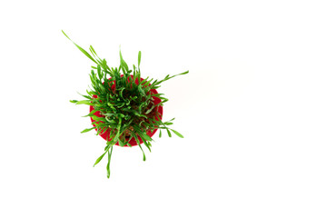 Young green Christmas wheat in a red pot on a white background. Top view.