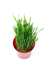 Young green Christmas wheat in a red pot on a white background. Top view.
