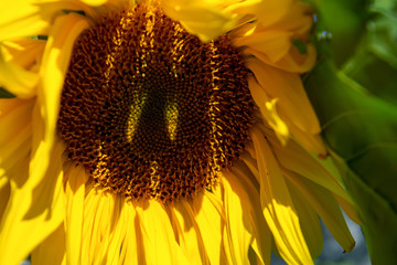 sunflower head close-up