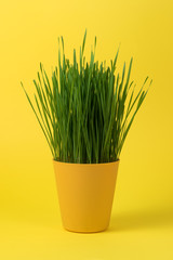 Young green Christmas wheat in a yellow pot on yellow background.